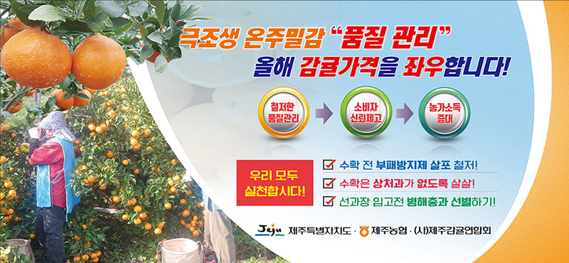 극조생 온주밀감 "품질관리" 올해 감귤가격을 좌우합니다.