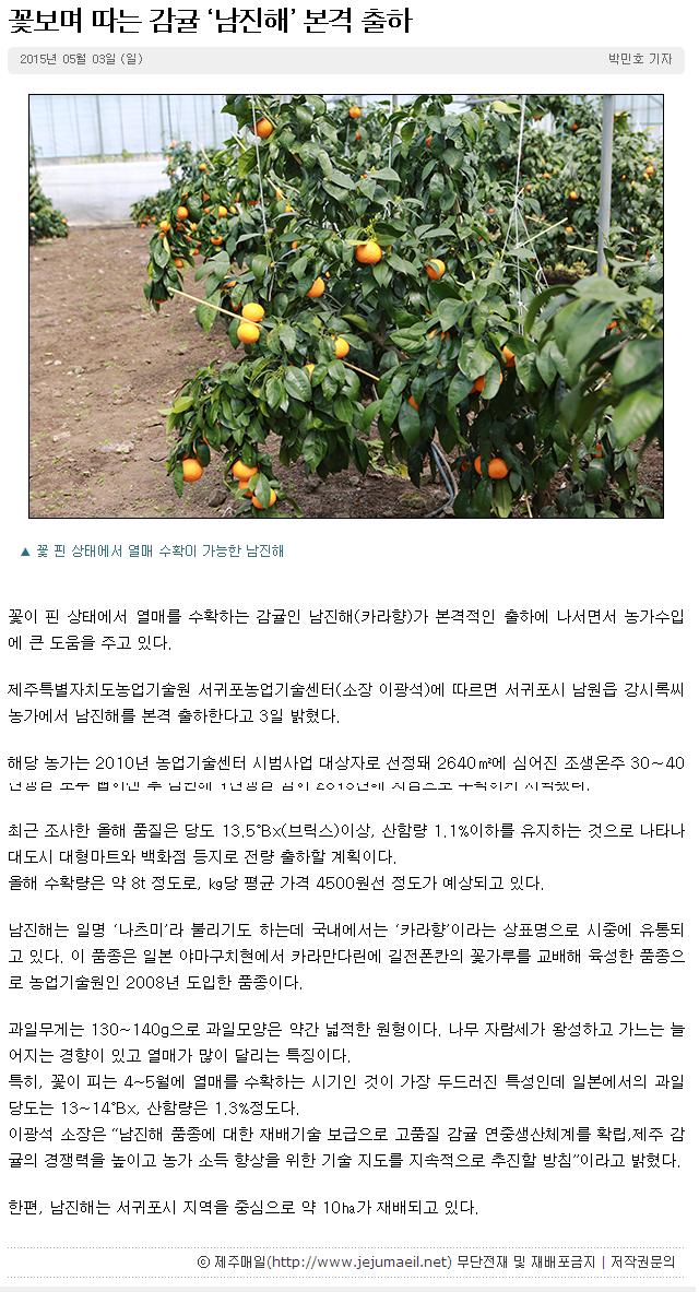 꽃보며 따는 감귤 "카라향(남진해)"본격 출하