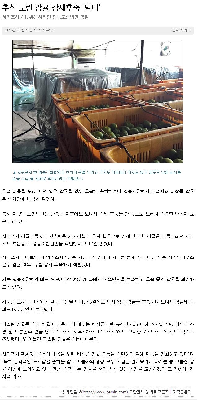 추석노린 감귤 강제후숙 "덜미"