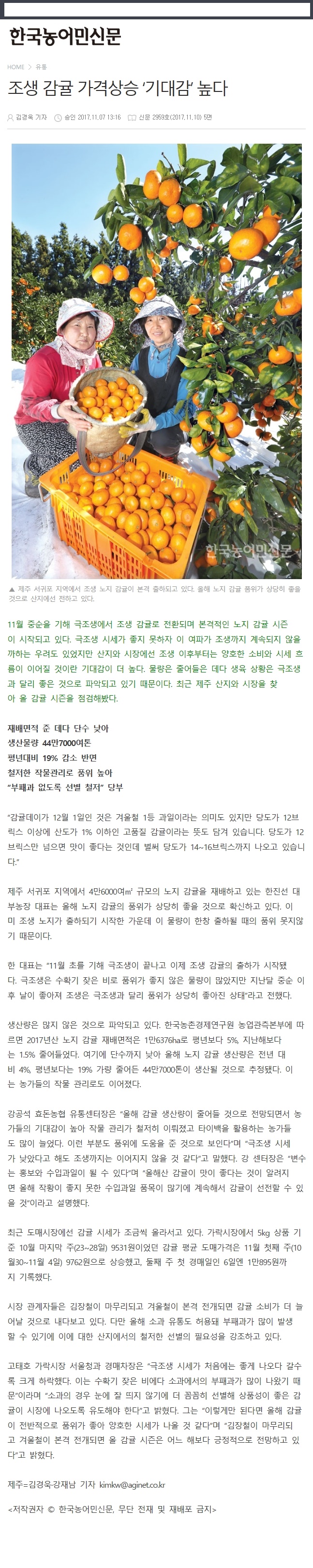 조생감귤 가격상승"기대감"높다