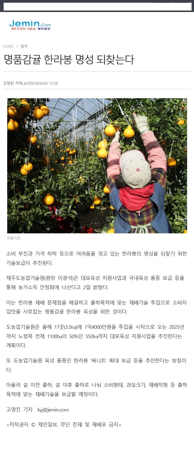 명품감귤 한라봉 명성 되&#52287;는다.
