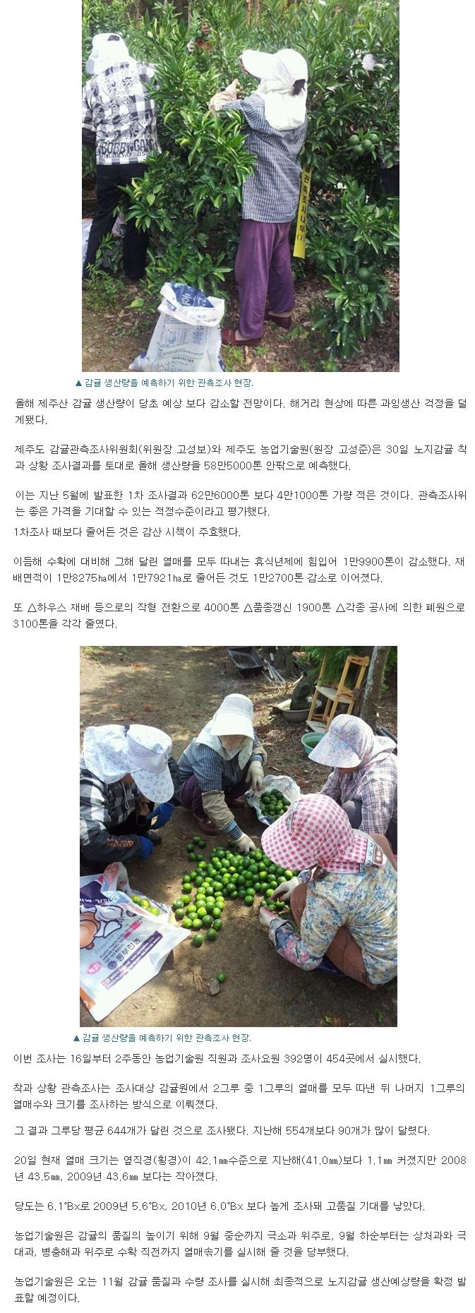 노지감귤 예상량 58만5000톤 "한시름 덜었다"
