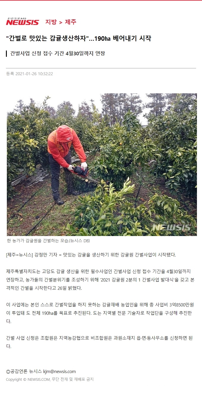 "간벌로 맛있는 감귤생산하자"…190㏊ 베어내기 시작