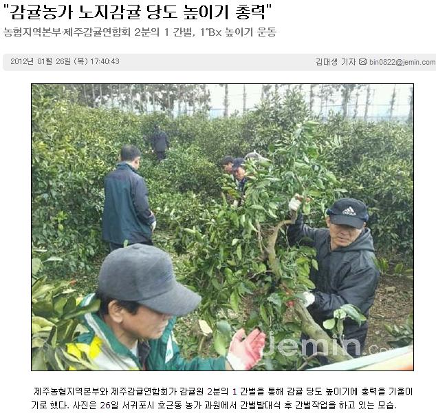 "감귤농가 노지감귤 당도 높이기 총력"