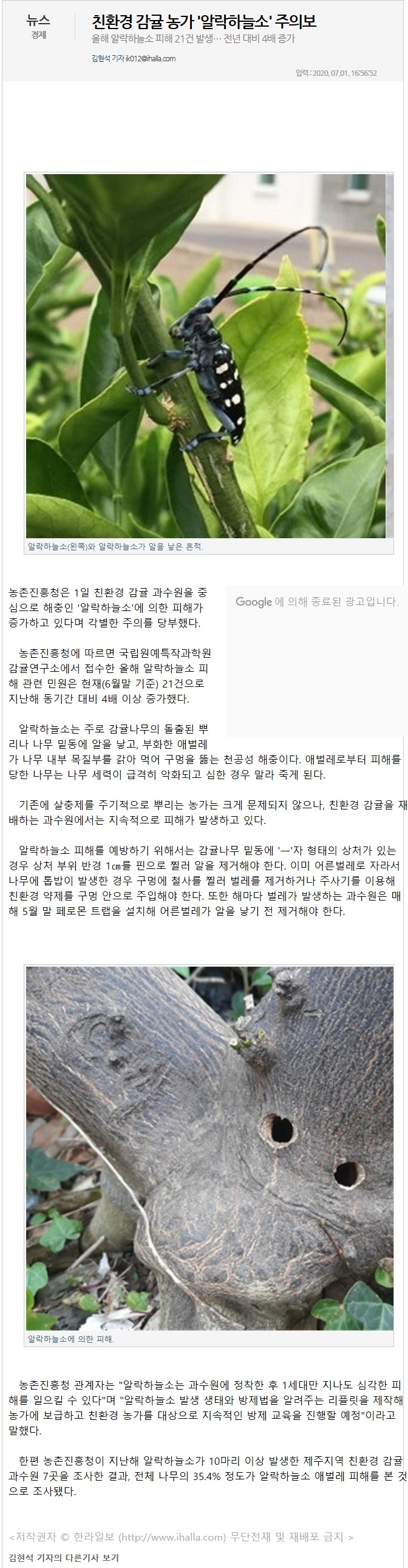 친환경 감귤 농가 "알락하늘소" 주의보