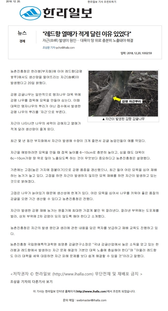 "레드향 열매가 적게 달린 이유 있었다"